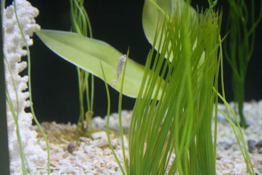 seahorses: beyond imagination