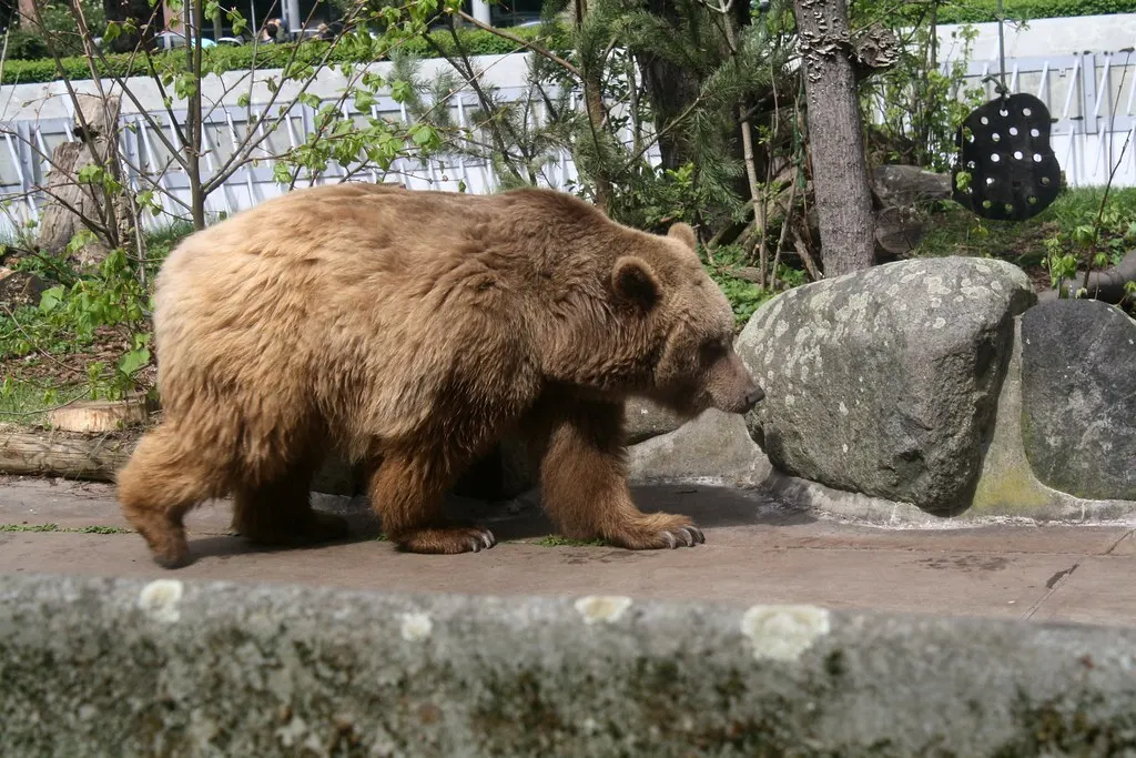 berlin bears