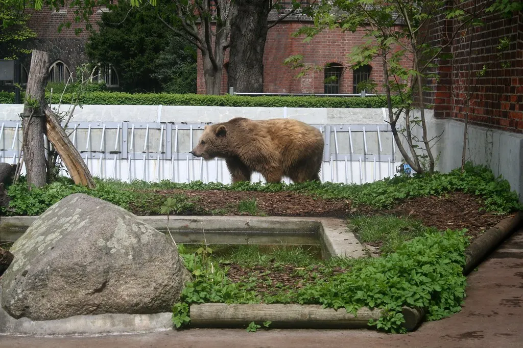 berlin bears