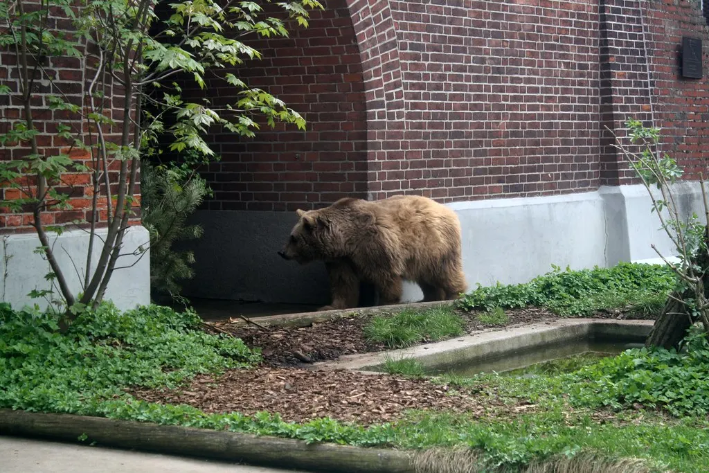 berlin bears