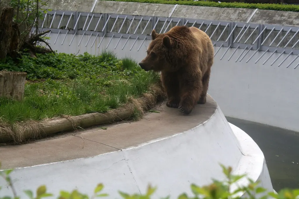 berlin bears