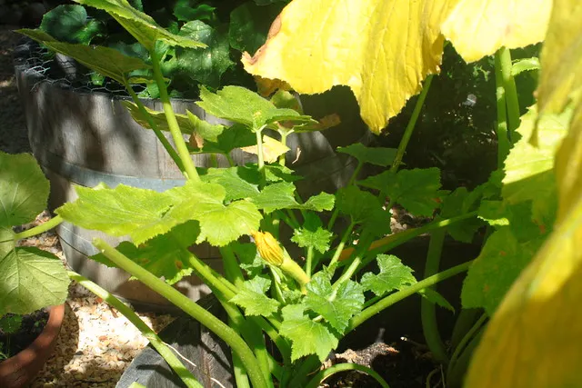 this garden is a maze