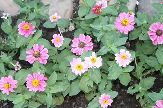 this garden is a maze