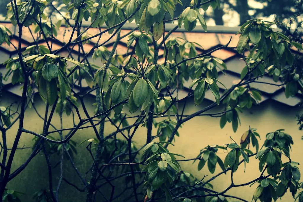 morning in the (zehlen)dorf
