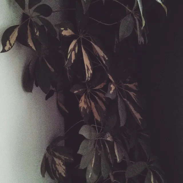 instagram!